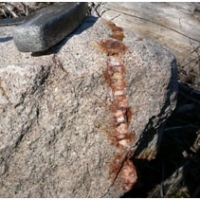 Porphyritic monzonite cut by quartz-pyrite-chalcopyrite
